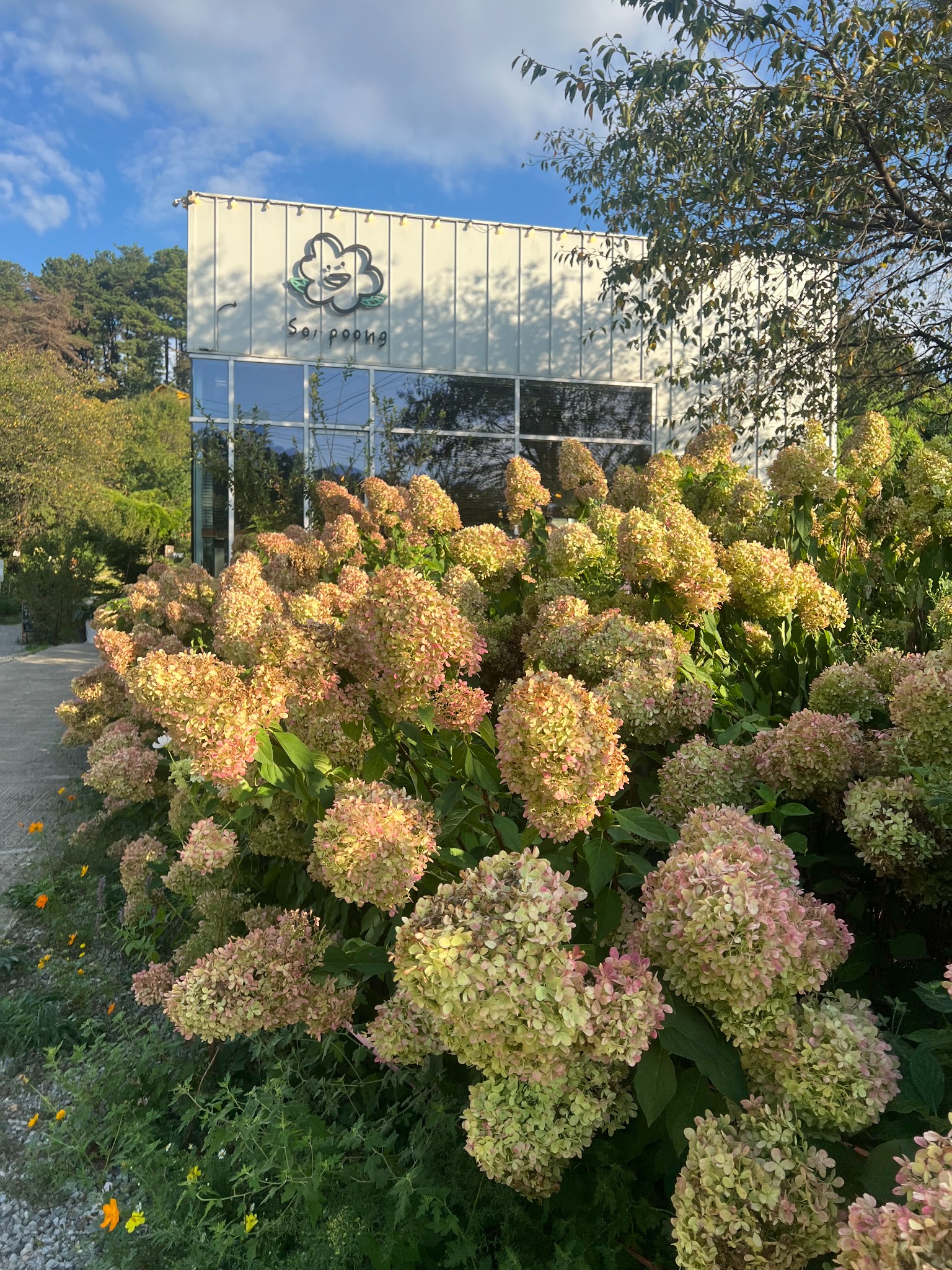 가을빛으로 붉게 물드는 양평 소풍카페 목수국